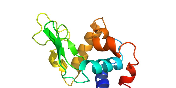 lysozyme